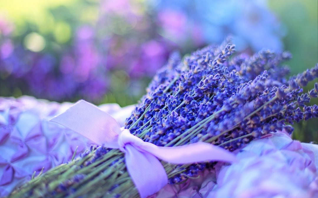 Arzneipflanze des Jahres 2020: Echter Lavendel – Lavandula angustifolia